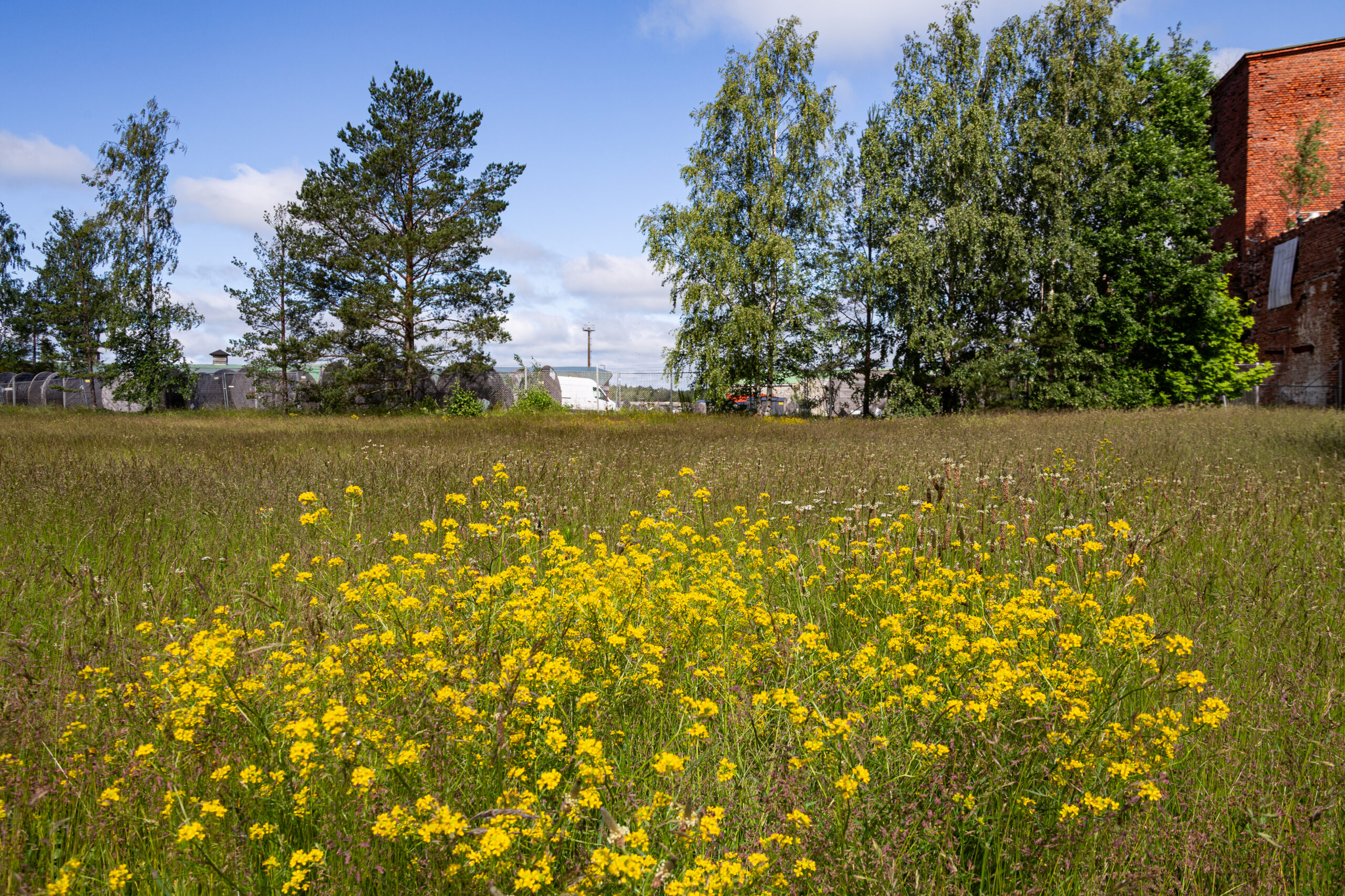 A field with yellow flowers and grass. In the background trees and a blue sky.